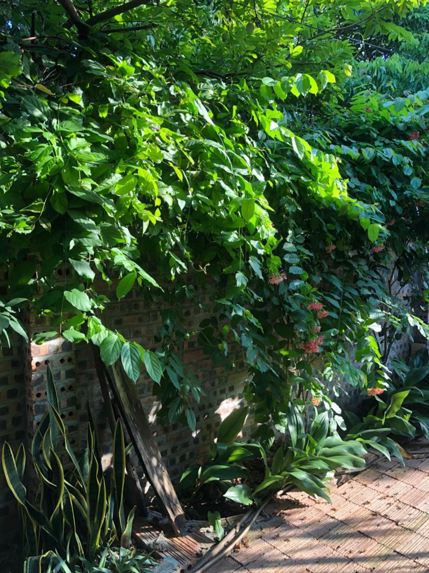 Thuy Xuyen Tam Coc Homestay Vu Lam Ngoại thất bức ảnh